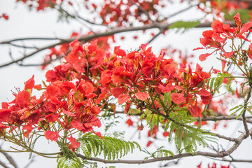 Fresh red flowers blossom during the rainy season.