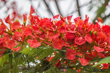  Caesalpinia pulcherrima