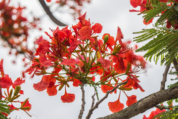  Caesalpinia pulcherrima