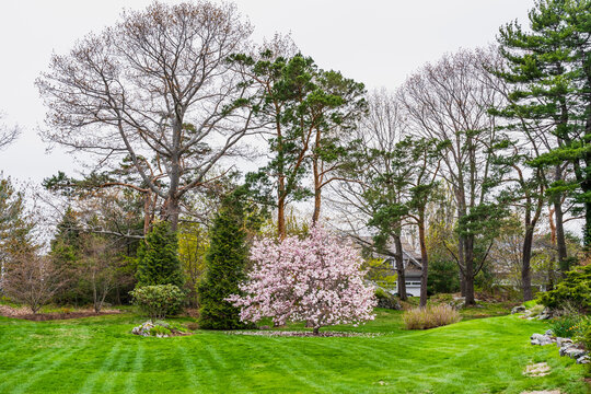 Pink magnolia in a park in early spring in New England on a bright green freshly cut lawn