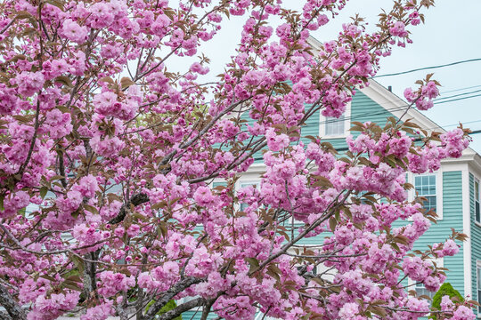  Luxurious Redbuds (apple tree, apple tree) tree with lush blooming flowers in the city in may