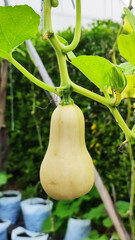 closeup yellow single gourd fruit - food and fruit scen in the garden