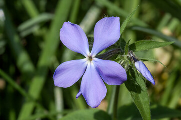 Woodland Phlox (Phlox divaricata) in garden