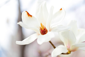 Fototapeta na wymiar 목련(magnolia)
