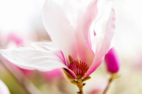 목련(magnolia)