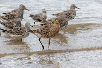 Bar-tailed Godwit in Queensland Australia