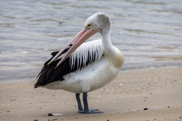 Australian Pelican in Queensland Australia