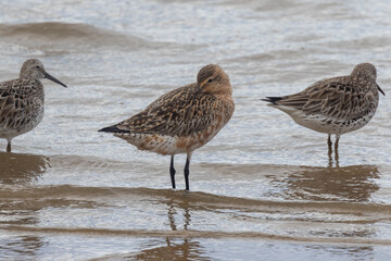 Bar-tailed Godwit in Queensland Australia