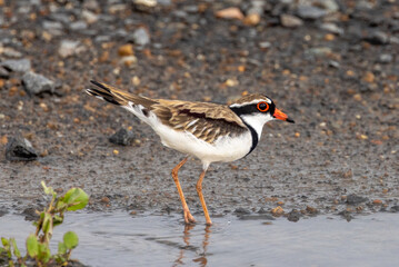 Black-fronted Dotterel in Queensland Australia