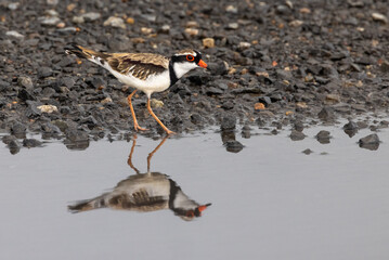 Black-fronted Dotterel in Queensland Australia
