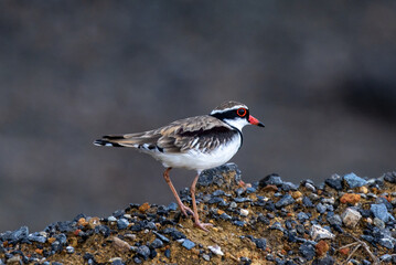 Black-fronted Dotterel in Queensland Australia