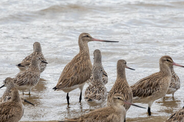Black-tailed Godwit in Queensland Australia
