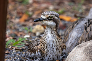 Bush Stone Curlew in Queensland Australia