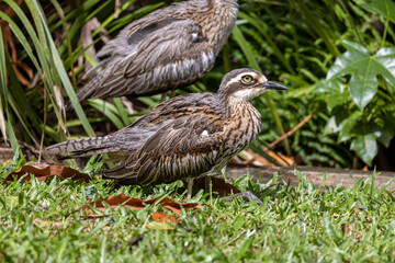 Bush Stone Curlew in Queensland Australia