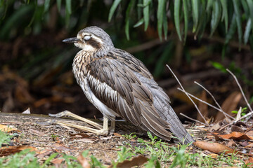 Bush Stone Curlew in Queensland Australia