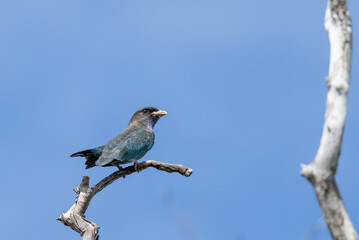 Dollarbird in Queensland Australia
