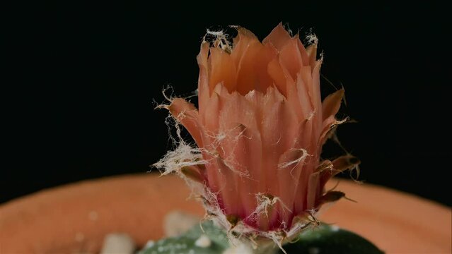 Astrophytum Asterias Cactus Flower Blossom, Small cactus in a flowerpot.