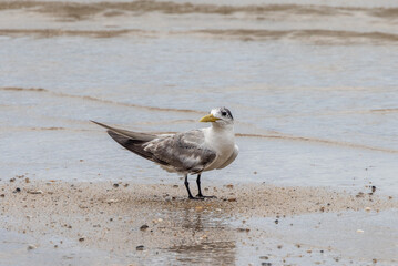 Juvenile Great Crested Tern in Queensland Australia