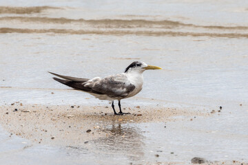 Juvenile Great Crested Tern in Queensland Australia