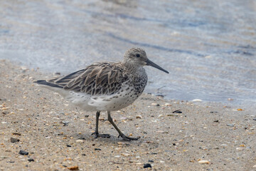 Great Knot in Queensland Australia
