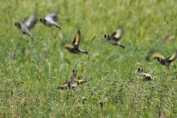 Goldfinches flying
