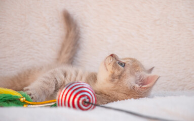 little british kitten playing with cat toy