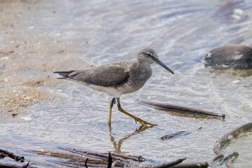 Grey-tailed Tattler in Queensland Australia