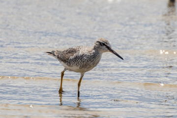 Grey-tailed Tattler in Queensland Australia