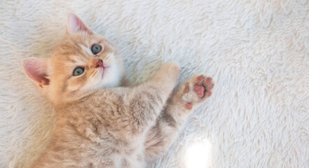 small British funny tabby kitten stretching on a white fluffy blanket