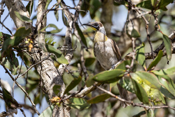 Juvenile Little Friarbird in Queensland Australia