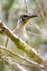 Juvenile Little Friarbird in Queensland Australia