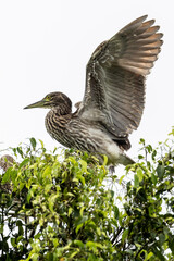 Nankeen Night Heron in Queensland Australia