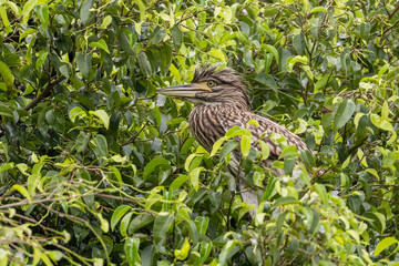 Nankeen Night Heron in Queensland Australia