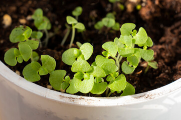 green seedlings of radish in early spring