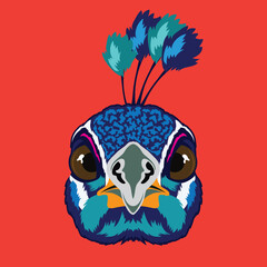 Peacock bird face vector illustration in decorative style, perfect for tshirt style and mascot logo