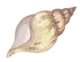 Watercolor illustration with vintage seashell isolated on white background. Marine collection.