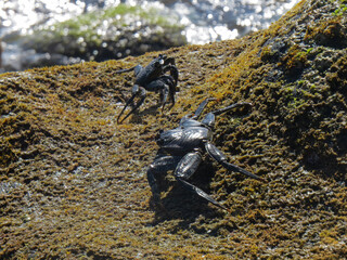 Cangrejos moros (Grapsus adscensionis) en la playa rocosa de la Aldea de San Nicolás en la isla de Gran Canaria, España.