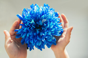 Blue flower in the hands of a girl. A beautiful chrysanthemum. Concept.