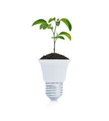 Fresh green tree leaves on soil with light bulb on white background, Green ecology and saving energy concept