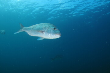 Adult Australian snapper Pagrus auratus swimming in open blue water close to ocean surface. Location: Leigh New Zealand