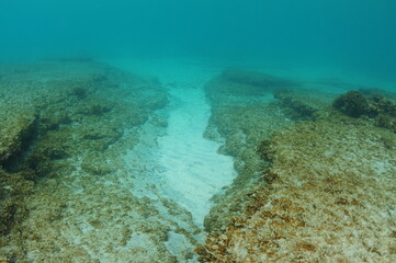 Naklejka na ściany i meble Flat sea bottom with white sand gutter between two rocky shelves. Location: Leigh New Zealand
