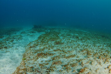 Flat rocky shelves protruding from vast plain of white sandy bottom with blue water above. Location: Leigh New Zealand