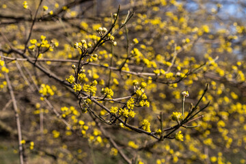 Spring landscapes with blossoming tree. Blooming background