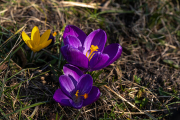 Fototapeta premium Spring flowers, crocuses on the field.