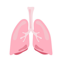 lung human internal organ anatomy