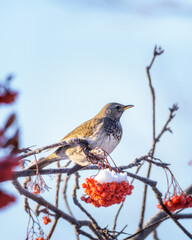 A blackbird bird sits on a snow-covered branch of a rowan tree, close-up