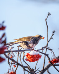 A blackbird bird sits on a snow-covered branch of a rowan tree, close-up