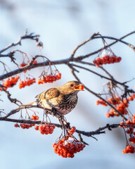 A blackbird bird sits on a snow-covered branch of a rowan tree, close-up