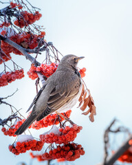 A blackbird bird sits on a snow-covered branch of a rowan tree, close-up