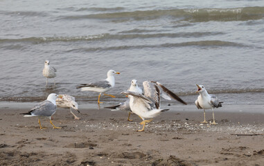 seagulls eats and left crumbs on the shore of the beach in the summer